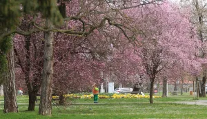 Osijek, 18. 03. 2026, Park kralja Petra Kre&scaron;imira IV. UNIKOM-ovci u akciji uređenja parka. Ilustracija, slobodnjak.snimio GOJKO MITIĆ