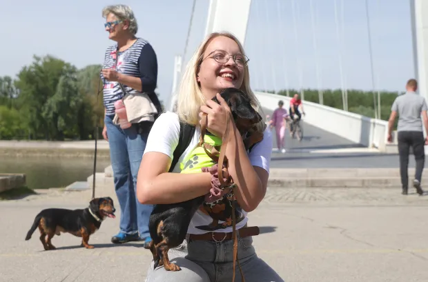Osijek, 19. 04. 2026., Pje&scaron;ački most, prva &scaron;etnja niskopodnih pasa, niskopodni psi, jazavčar, Emanula; Lili SNIMIO BRUNO JOBST