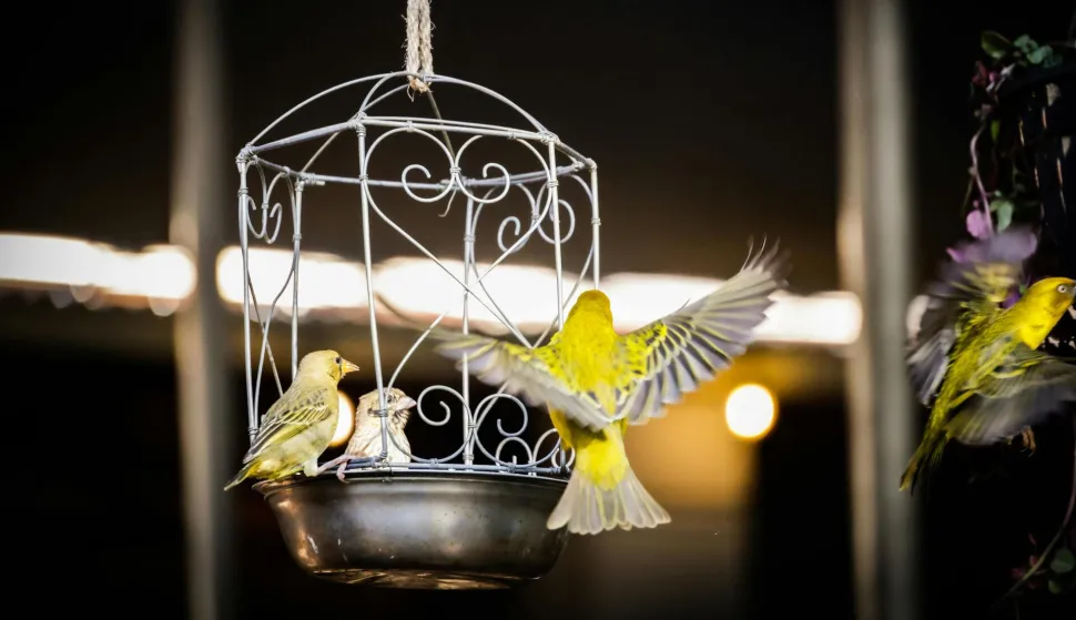 MAGAZIN PEXELSPHOTO BY Magda Ehlers