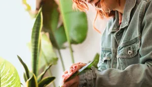 briga za sobno bilje