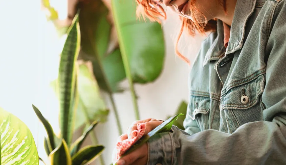 briga za sobno bilje