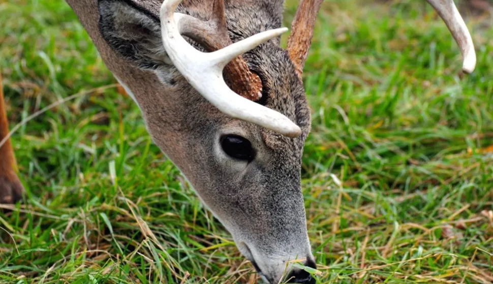U Vladislavcima repelentima &scaron;tite polja i usjeve od ulaska divljači: Prijava &scaron;teta od divljači