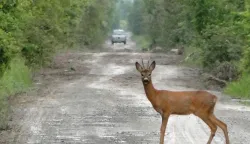 18.05.2010., Slatina - Srnjak na sumskoj cesti kod Slatine. Photo: Maja Santosi /PIXSELL