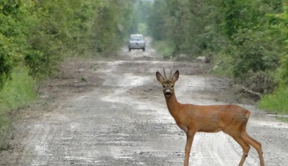 18.05.2010., Slatina - Srnjak na sumskoj cesti kod Slatine. Photo: Maja Santosi /PIXSELL