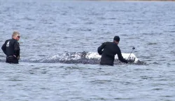 Two men, one of them with a selfie stick, are seen standing in the shallow water close to stranded humpback whale in the Wismarer Bucht bay of the Baltic Sea off the island of Poel, northern Germany, on April 24, 2026. A private rescue attempt for the whale still goes on. The 13.5-metre (44-foot) humpback whale's ordeal first began in late March 2026 when it was spotted stuck on a sandbank near the city of Luebeck. It first freed itself only to become stuck again further east along the German coast. Earlier in April 2026 officials said they expected the animal to die, saying it had been too weakened by the odyssey to survive and make its way back to its natural habitat in the Atlantic. Coverage of the whale's struggle for survival and efforts to rescue it have gripped the German public, with some of the press calling the animal "Timmy". (Photo by FRANK MOLTER/AFP)