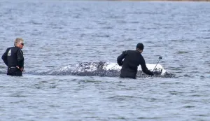 Two men, one of them with a selfie stick, are seen standing in the shallow water close to stranded humpback whale in the Wismarer Bucht bay of the Baltic Sea off the island of Poel, northern Germany, on April 24, 2026. A private rescue attempt for the whale still goes on. The 13.5-metre (44-foot) humpback whale's ordeal first began in late March 2026 when it was spotted stuck on a sandbank near the city of Luebeck. It first freed itself only to become stuck again further east along the German coast. Earlier in April 2026 officials said they expected the animal to die, saying it had been too weakened by the odyssey to survive and make its way back to its natural habitat in the Atlantic. Coverage of the whale's struggle for survival and efforts to rescue it have gripped the German public, with some of the press calling the animal "Timmy". (Photo by FRANK MOLTER/AFP)