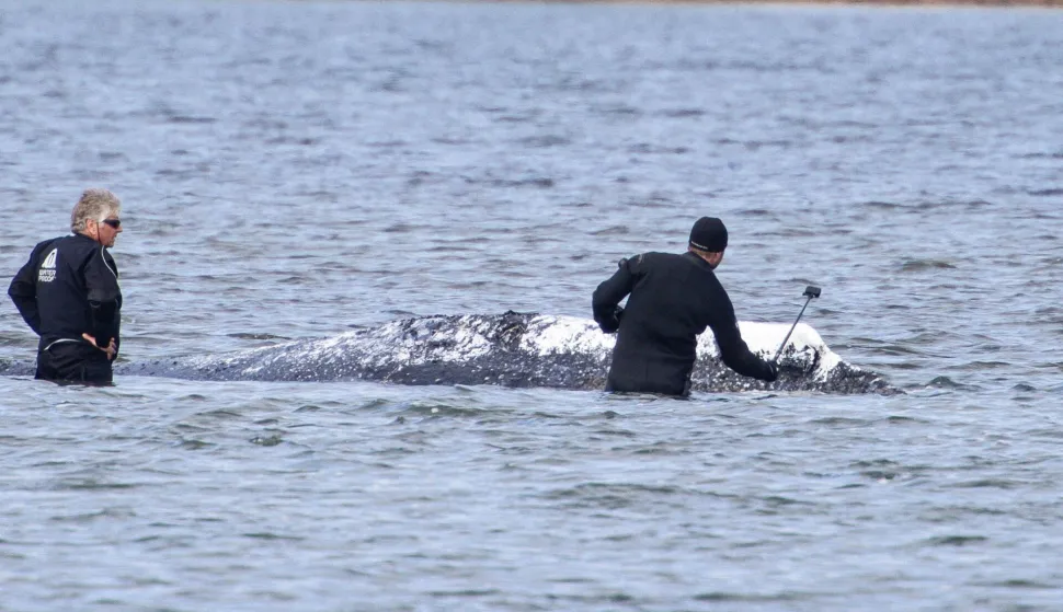 Two men, one of them with a selfie stick, are seen standing in the shallow water close to stranded humpback whale in the Wismarer Bucht bay of the Baltic Sea off the island of Poel, northern Germany, on April 24, 2026. A private rescue attempt for the whale still goes on. The 13.5-metre (44-foot) humpback whale's ordeal first began in late March 2026 when it was spotted stuck on a sandbank near the city of Luebeck. It first freed itself only to become stuck again further east along the German coast. Earlier in April 2026 officials said they expected the animal to die, saying it had been too weakened by the odyssey to survive and make its way back to its natural habitat in the Atlantic. Coverage of the whale's struggle for survival and efforts to rescue it have gripped the German public, with some of the press calling the animal "Timmy". (Photo by FRANK MOLTER/AFP)