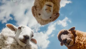 (L to R) Regina Hall as the voice of Cloud, Chris O'Dowd as the voice of Mopple and Julia-Louis Dreyfus as the voice of Lily in THE SHEEP DETECTIVES, from Amazon MGM Studios.Photo credit: Courtesy of Amazon MGM Studios&copy; 2026 Amazon Content Services LLC. All Rights Reserved.ovce detektivi