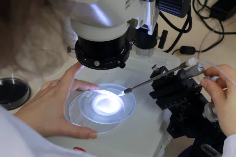 	NOVO OTKRIĆE RUĐEROVACAZnanstvenici IRB-a otkrili molekularne &scaron;kare ključne za prve sate razvoja embrijatravanj 2026.