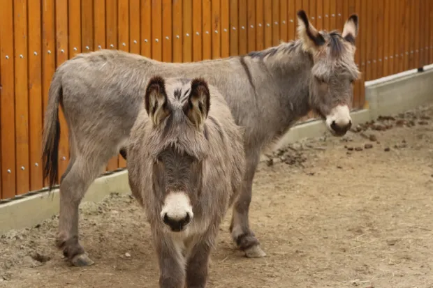 Osijek 12. 03. 2026, Zoo hotel i Zoo vrt Osijek. Uvodna konferenccija Projekta ZOO PAST - PORT i svečano otvorenje Slavonskog sela u Zoo vrtu. Slavonsko selo.snimio GOJKO MITIĆ