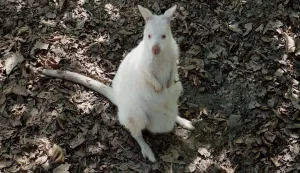 Albino valabi novi je stanovnik u ZOO vrtu