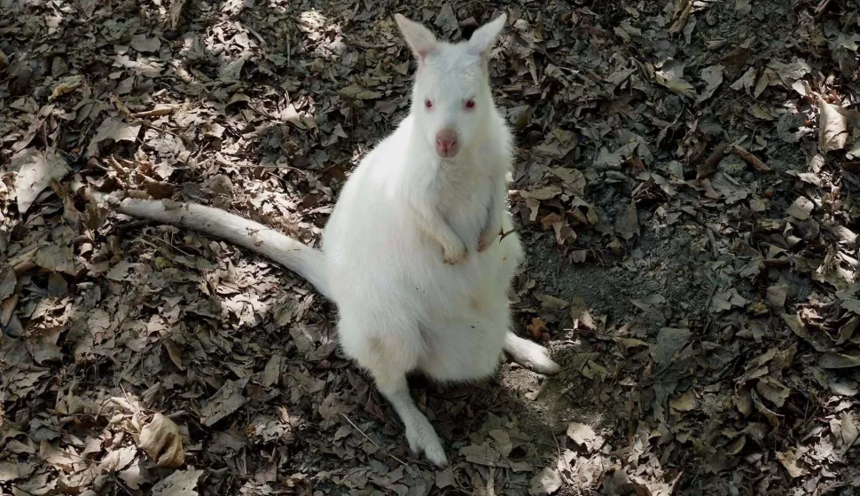 Albino valabi novi je stanovnik u ZOO vrtu