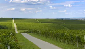 Beljski vinogradi na Baranjskoj planini