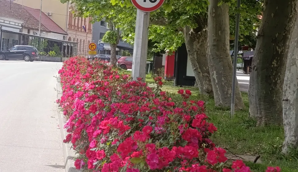 Ruže puzačice u Županjifoto: Marija Le&scaron;ić Omerović