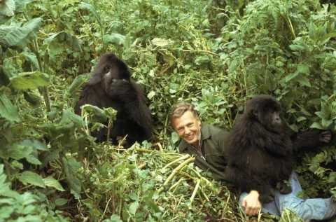 Picture Shows: David Attenborough with mountain gorillas, on location during filming for the Life on Earth series, Rwanda.