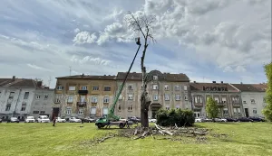 Osijek, 27. 04. 2026., &Scaron;etali&scaron;te kardinala Franje &Scaron;epera; UNIKOM; obrezivanje; obrezivanje drveća; slobodnjak, slobodnjaciSNIMIO BRUNO JOBST