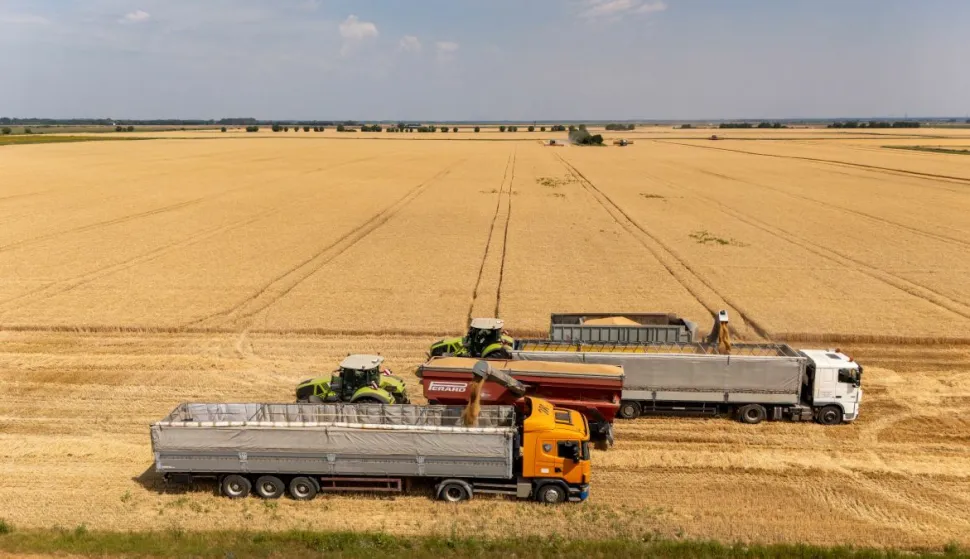 Žito grupa, žetva, p&scaron;enica, kombajn, srpanj 2025. 