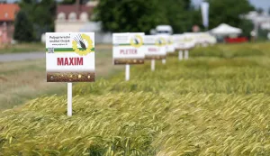 Osijek, 26. 05. 2026., Poljoprivredni institut, Dani polja, p&scaron;enice i ječma, sorte ječma, ječam SNIMIO BRUNO JOBST