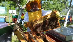 20.05.2022., Duga Resa - Pcelar Mijo Grguric na svom pcelinjaku u Dvorjancima ima pune ruke posla, kao i pcele koje nose nekatar sa rascvjetalih biljaka. Medjunarodni dan pcela obiljezava se 20. svibnja s ciljem podizanja svijesti o vaznosti pcela i drugih oprasivaca. Photo: Kristina Stedul Fabac/PIXSELL