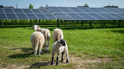 21.06.2023., Ivanec - Tvrtka Solida grupa, koja u svom vlasnistvu posjeduje mrezu od 30 solarnih elektrana, u Ivancu gradi prvu agrosolarnu elektranu u Hrvatskoj. Elektrana se gradi na golemoj povrsini od 20 hektara.Instalirana snaga iznosit ce 15 MW/p, a zavrsetak radova na 10 milijuna eura vrijednoj investiciji ocekuje se sredinom 2024. Photo: Solida Grupa/PIXSELL
