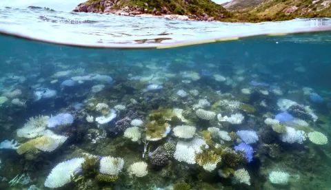 (FILES) This underwater photo taken on April 5, 2024, shows bleached and dead coral around Lizard Island on the Great Barrier Reef, located 270 kilometres (167 miles) north of the city of Cairns. The arrival of a potentially powerful El Nino weather system in 2026 could devastate coral reefs around the world already weakened by back-to-back rounds of bleaching, scientists warn. (Photo by DAVID GRAY/AFP)/To go with AFP story oceans-environment-climate-El Nino, FOCUS by Sara HUSSEIN