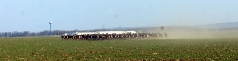 Krdo jelena u blizini granice s Mađarskom