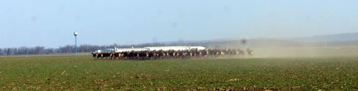 Krdo jelena u blizini granice s Mađarskom