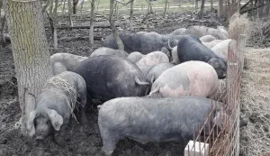 Situacija oko ASK-a je pod kontrolomfoto: arhiva