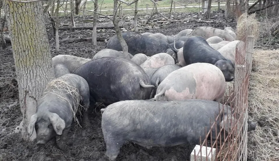 Situacija oko ASK-a je pod kontrolomfoto: arhiva