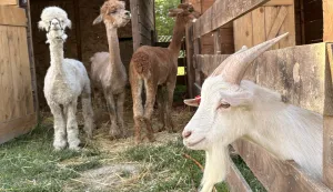 NORMANCI - Eponina farmica u Normancima dom je alpakama, ali i prepoznatljivim valais ovcama, mini kozama, zečevima, koko&scaron;ima&hellip; Iza ideje nastale, kako ističu, "iz ljubavi prema životinjama i želje da se ta ljubav podijeli", stoje Aleksandar Kibel i Ivan Ptičar Kibel. Jedan je kardiolog, a drugi profesor povijesti.LIPANJ 2026.
