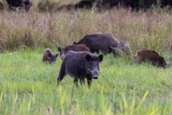 Baranja, 02.10.2025. - Ministarstvo poljoprivrede, &scaron;umarstva i ribarstva u četvrtak je izvijestilo kako je radi suzbijanja afričke svinjske kuge (ASK), povećana naknada za odstrel divljih svinja na 100 eura po grlu. Na fotografiji divlje svinje. foto HINA/ tm