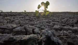 (FILES) A small crop of vegetation is pictured on a dry bank of the Loire river on July 17, 2022 in Ancenis, western France. Temperatures in France are set to rise from the middle of the week onwards, reaching levels higher than those seen at the end of May, with what could be the first real ?heatwave? of 2026, Meteo-France said on June 14, 2026. (Photo by Loic VENANCE/AFP)