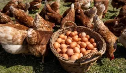 AGRO-KLASTER VUKOVARSKO-SRIJEMSKE ŽUPANIJE, JAJA IZ SLOBODNOG UZGOJA, 2022.