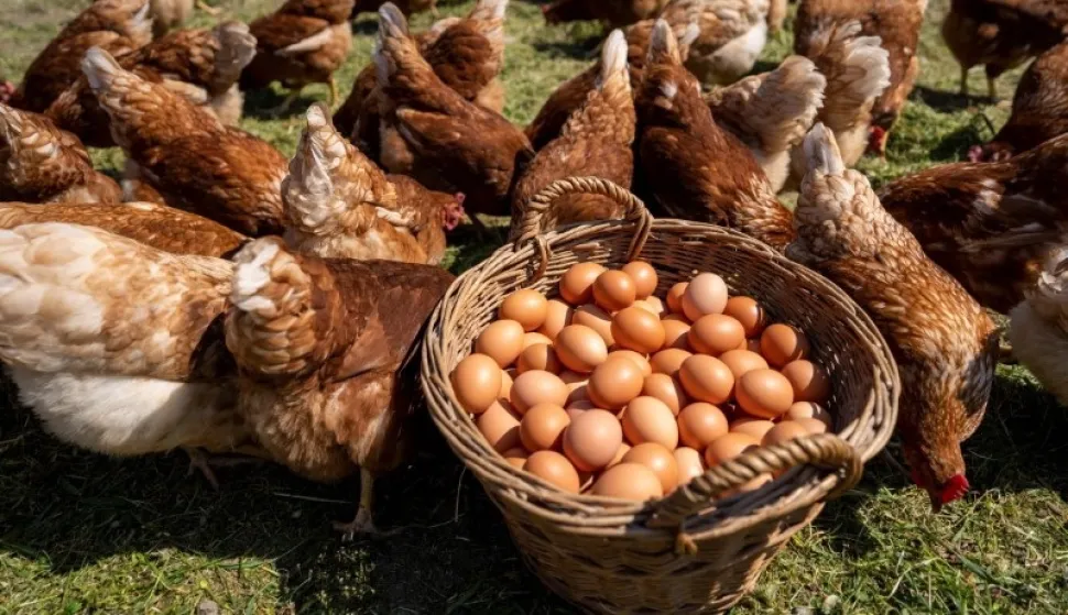 AGRO-KLASTER VUKOVARSKO-SRIJEMSKE ŽUPANIJE, JAJA IZ SLOBODNOG UZGOJA, 2022.