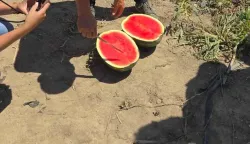 Dani polja lubenice Soljani, srpanj 2026.foto: Agro-klaster VSŽ