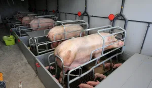 18.06.2015., Punitovci - OPG Goran Janco iz Punitovaca obradjuje 130 ha zemlje i ugaja preko 6000 svinja godisnje."nPhoto: Davor Javorovic/PIXSELL