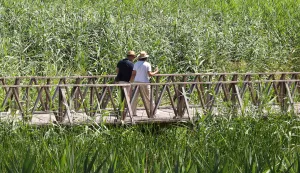 Kopački rit, 02. 07. 2025., Park prirode, Kopački rit, obilazak, kontinentalni turizam, turizam, turisti, turist, ljeto, vrućina, &scaron;etnja, priroda, ilustracijaSNIMIO BRUNO JOBST