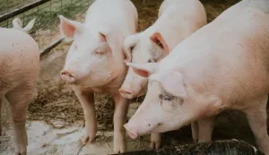 A selective closeup shot of pink pigs in a barn