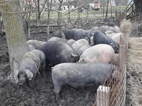 Živio je svinjogojstvo, uni&scaron;tio ga je ASK, od revitalizacije odustao