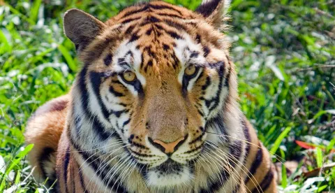 bengalski tigar