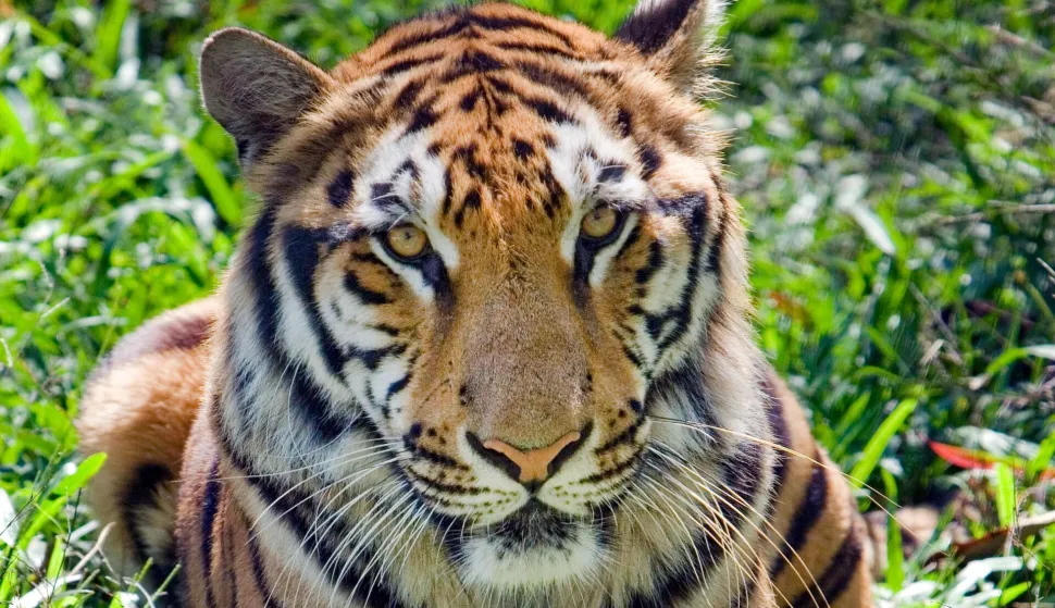 bengalski tigar