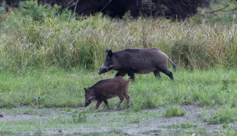 Baranja, 02.10.2025. - Ministarstvo poljoprivrede, &scaron;umarstva i ribarstva u četvrtak je izvijestilo kako je radi suzbijanja afričke svinjske kuge (ASK), povećana naknada za odstrel divljih svinja na 100 eura po grlu. Na fotografiji divlje svinje. foto HINA/ tm