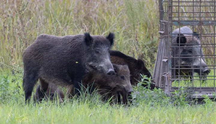 Baranja, 02.10.2025. - Ministarstvo poljoprivrede, &scaron;umarstva i ribarstva u četvrtak je izvijestilo kako je radi suzbijanja afričke svinjske kuge (ASK), povećana naknada za odstrel divljih svinja na 100 eura po grlu. Na fotografiji divlje svinje. foto HINA/ tm
