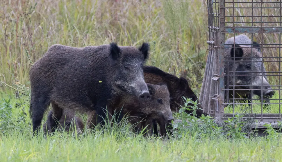 Baranja, 02.10.2025. - Ministarstvo poljoprivrede, &scaron;umarstva i ribarstva u četvrtak je izvijestilo kako je radi suzbijanja afričke svinjske kuge (ASK), povećana naknada za odstrel divljih svinja na 100 eura po grlu. Na fotografiji divlje svinje. foto HINA/ tm