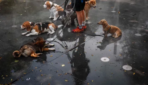 (FILES) A caring dog sitter cools off dogs in a mist fountain as France experiences a heatwave, in central Paris on June 23, 2026. France faces another spell of intense heat, a third spell of intense heat in just over a month, stepping up heat alerts on July 5, 2026 with temperatures beginning to rise again with forecasters predicting it could last until the following weekend. (Photo by Dimitar DILKOFF/AFP)Pas, psi, kućni ljubimci