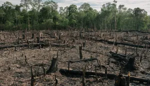 Slash and burn agriculture. Visiting vast Palm oil plantation in Central Kalimantan.