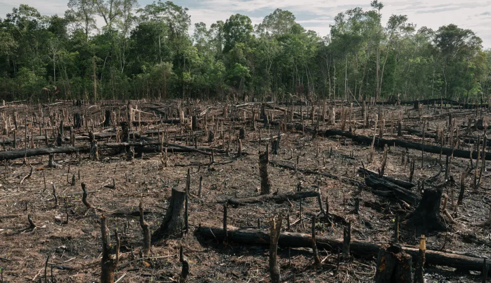 Slash and burn agriculture. Visiting vast Palm oil plantation in Central Kalimantan.