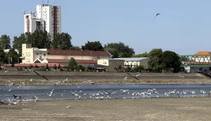 Osijek, 13. 07. 2026., Drava, rijeka Drava, nizak vodostaj, vodostajSNIMIO BRUNO JOBST