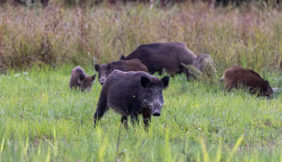 Baranja, 02.10.2025. - Ministarstvo poljoprivrede, &scaron;umarstva i ribarstva u četvrtak je izvijestilo kako je radi suzbijanja afričke svinjske kuge (ASK), povećana naknada za odstrel divljih svinja na 100 eura po grlu. Na fotografiji divlje svinje. foto HINA/ tm