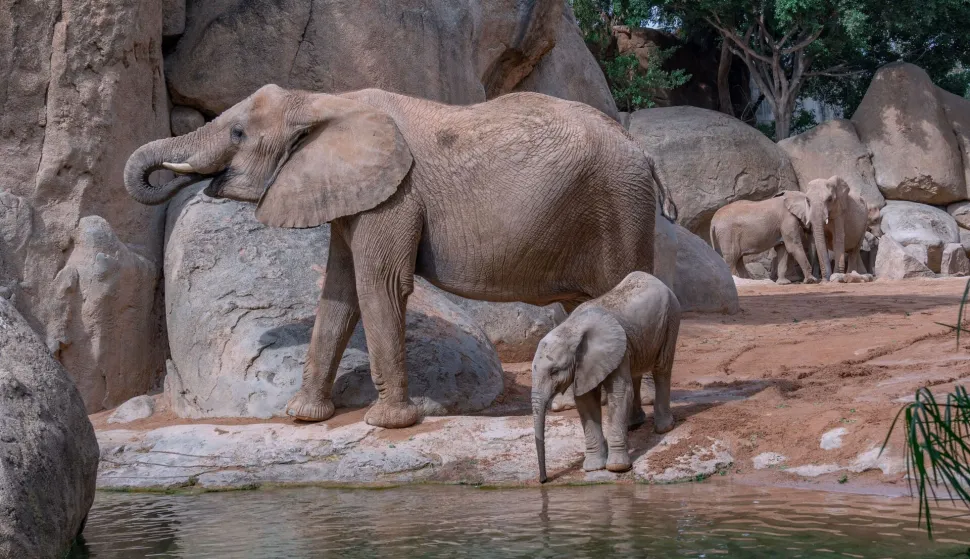 Kraj jahanju slonova u Indoneziji: Zoolo&scaron;ki vrtovi i turistički centri moraju ukinuti ovu praksu